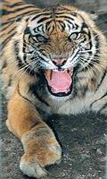 動物園內因陷阱受傷的蘇門答臘虎。圖片來源：ENS