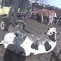 被推高機強行移動的牛隻。圖片來源：HSUS