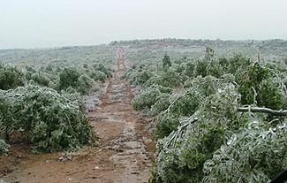 2008年初中國所發生的雪災。照片來源：中國國家林業局