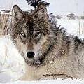 北落磯山灰狼。圖片來源：USFWS