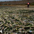 澎湖魚群大量死亡。圖片來源：我們的島