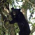 亞洲黑熊。圖片來源： Wildlife Trust of India