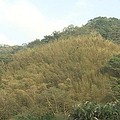 竹林是集水區內水土保持的大問題