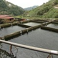 養殖鱒魚的業者也對集水區內的限制大感不滿