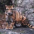 台灣雲豹需要大面積的棲息空間與豐富的獵物才得以生存繁衍。