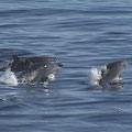 花東地區的賞鯨活動是最熱門的航線