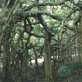 白榕的氣根及支柱根異常發達，一株即可成林。