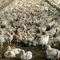大型家禽養殖場。圖片來源：美國農業部