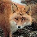 紅狐。圖片來源：EOL