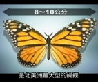 帝王斑蝶是北美最大的蝴蝶