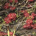 整列紅色鮮豔的寬葉毛氈苔，如美麗的草莓園