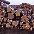 來自俄羅斯卡瑞里亞地區的木材。圖片來源：Taiga Rescue Network