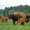 黃石公園內的野牛家族。圖片來源：Buffalo Field Campaign