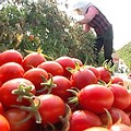 台南縣鹽水鎮的小番茄