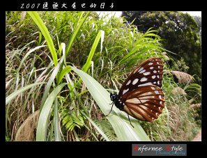 台灣斑眼蝶（白條斑蔭蝶）