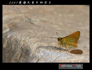 台灣赭弄蝶（玉山黃斑弄蝶）