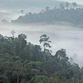 婆羅洲之心的雨林。圖片來源：WWF