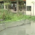 校內的水生池