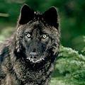 阿拉斯加狼群數量約在7,700至11,200匹。圖片來源：ADFG