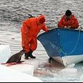 海豹獵人用鐵鉤將海豹拖至小船上頭。圖片來源：Greg Hager courtesy Sea Shepherd Conservation Society