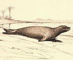 Henry W. Elliott手繪加勒比海僧海豹，由國家博物館典藏。圖片來源：ENS