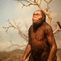 100萬年前的我還是猿人。圖片來源：穿山甲