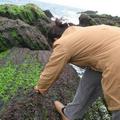 東嶼坪採紫菜。圖片來源：吳佳琪