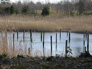 在水池中設置鳥樁，供鳥類棲息使用