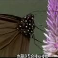 紫斑蝶