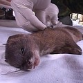 染感犬瘟熱病毒的台灣鼬獾