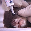 幫台灣鼬獾施打疫苗