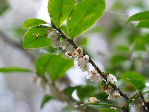 可能是茶科的柃木或假柃木