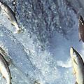 鮭魚洄游至河川上游產卵。照片來源：U.S. EPA