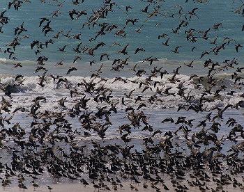 澳洲水岸邊的大濱鷸與斑尾鷸(攝影：Warren Utting。來源：Benthics and Birds)