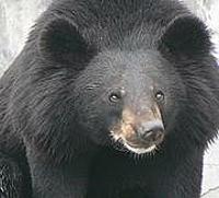 亞洲黑熊。圖片來源：IUCN