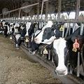 現今的家畜圈養在空間有限的農舍當中。圖片來源：Iowa State University Extension