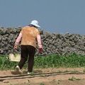 一位阿婆守著一片菜園，但是她的周遭，完全是廢耕的農田。