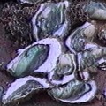 牡蠣會吸收水中的銅而變成綠色