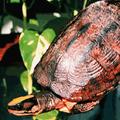 亞洲三條紋箱龜（Asian three-striped box turtle）。圖片來源：Kurt Buhlmann 
