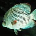 Paretrplus menarambo魚生存在淡水中。圖片來源：Paul Loiselle 