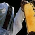 養蜂人正在檢查蜜蜂。圖片來源：guardian.co.uk
