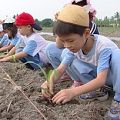 孩子們種下一棵棵的玉米苗。