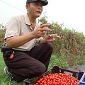 陳世勳農場的番茄。