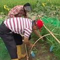 都市人試著做農夫，增加對農村的了解。