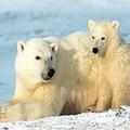 北極熊家族。圖片來源：First People