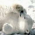 北極熊寶寶。圖片來源：First People