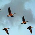 長途遷徙的候鳥受到暖化影響，也改變了習慣。圖片來源：FreeFoto.com