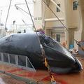 一頭死亡的小鬚鯨在日新丸號上。圖片來源：Institute for Cetacean Research