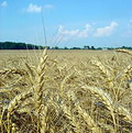 小麥是維持人類生命的重要殼類之一。圖片來源：世界自然基金會