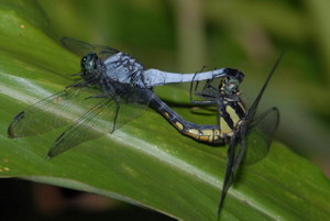 灰黑蜻蜓雄蟲（左）與雌蟲交配中。圖片來源：葉文琪